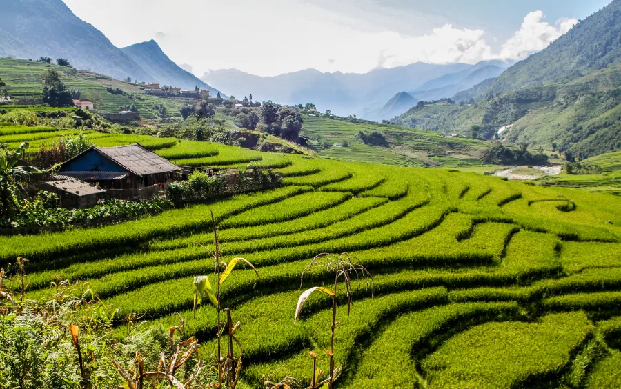 Sapa